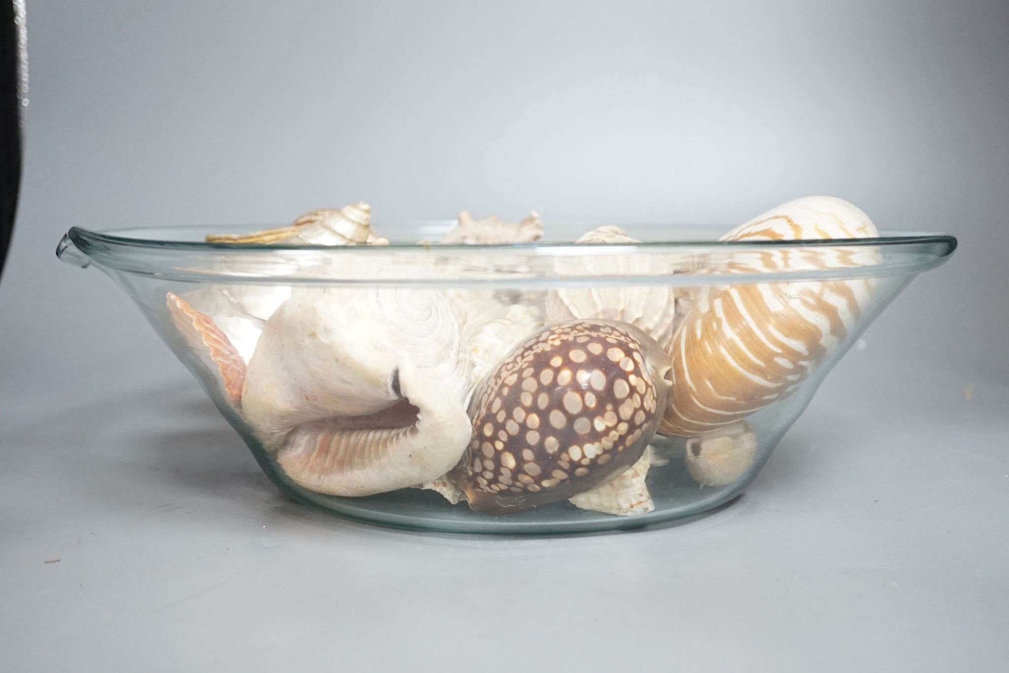 A collection of seashells, in a glass cream pail, 36cm diameter